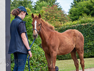 KS300622-67 - Cupboard Love's foal by Territories